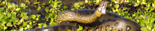 Verde Anaconda (Eunectes murinus), Los Llanos