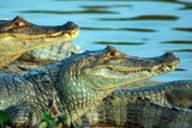 Caiman in Los Llanos