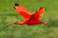 Scarlet Ibis a Los Llanos