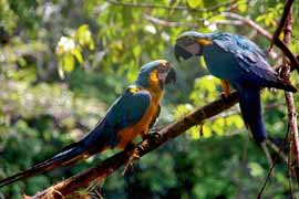 Macaws in the Orinoco Delta