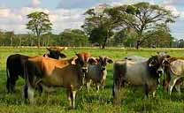 Kühe in Los Llanos