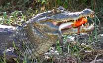 Crocodile eating a piraña in Los Llanos