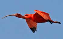 Scarlet Ibis