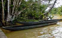 Dugout Warao canoes of the camp