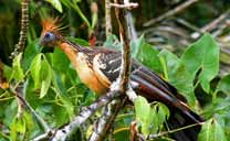 Hoatzin ave (Opisthocomus hoazin) en el Delta del Orinoco