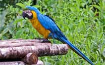 Macaw dans le delta de l'Orénoque