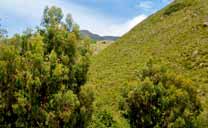 Páramo landscape