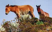 Mulo e il cavallo a Loma Redonda