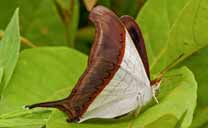 Butterfly (Marpesia zerinthia) in the Andes mountains