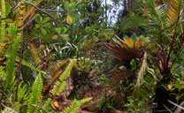 La végétation dans la forêt de nuage de Roraima